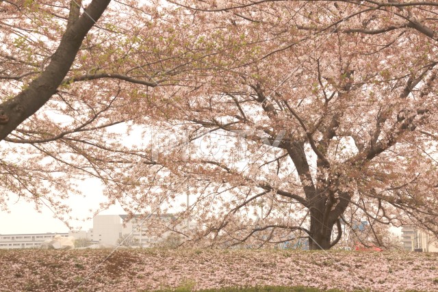 桜のイメージ