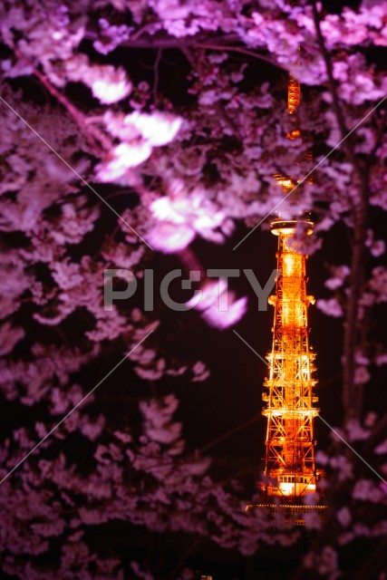 桜から覗く東京タワー