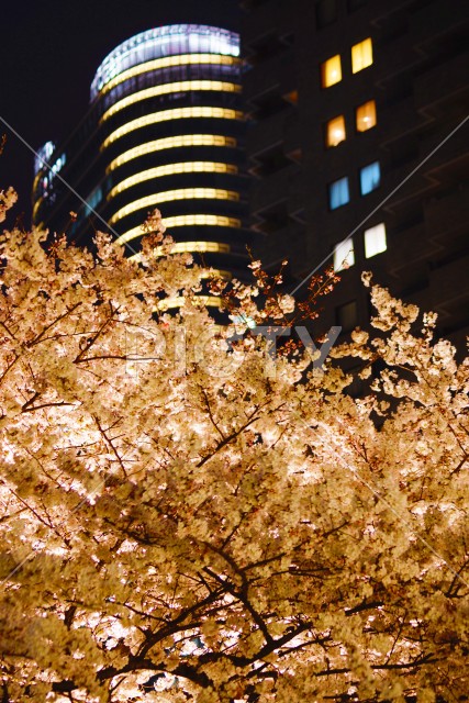 六本木一丁目の夜桜