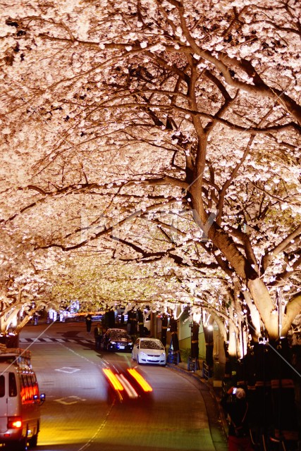 夜桜のトンネル
