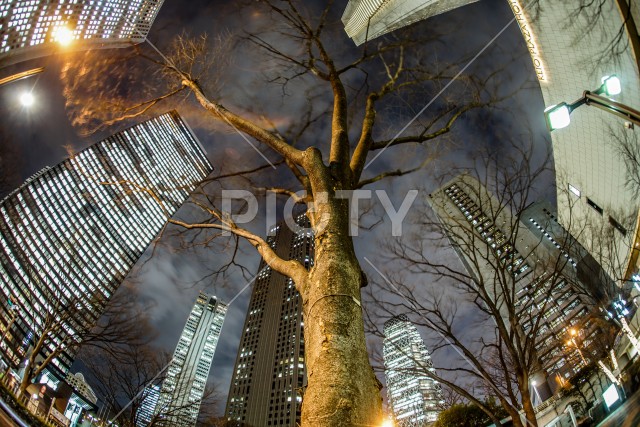 新宿にそびえ立つ木のイメージ