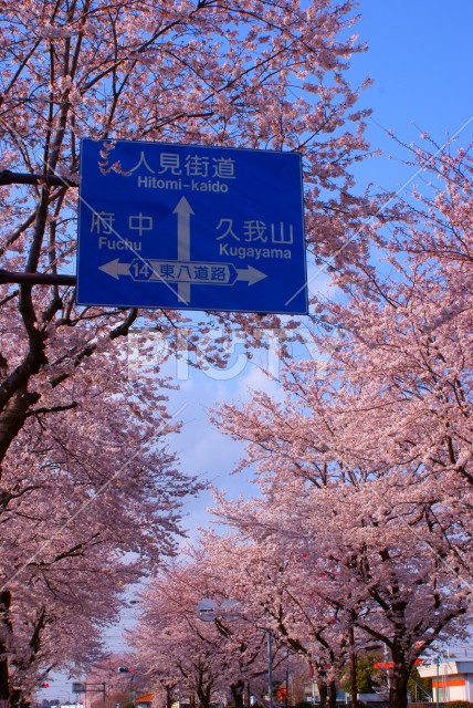 桜と道路標識