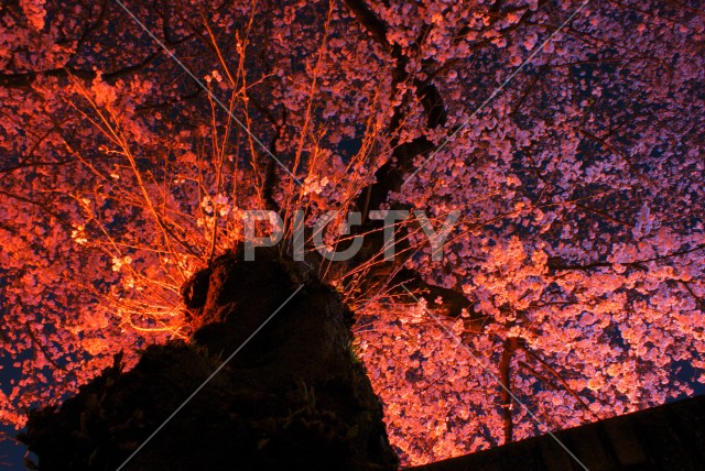 夜桜のイメージ