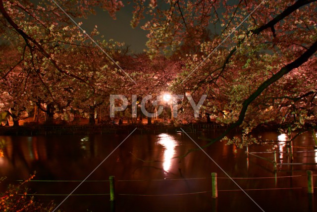 夜桜のイメージ