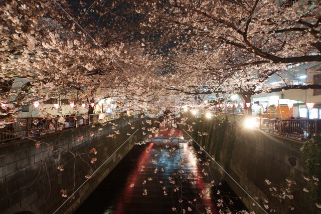 目黒川の夜桜のイメージ