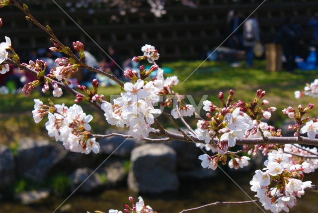 満開の桜のイメージ