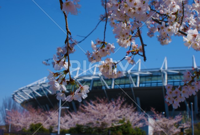 桜と味の素スタジアム