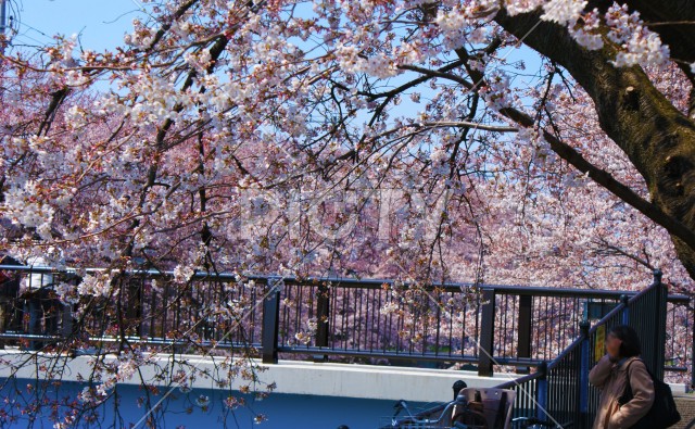 桜に包まれた橋