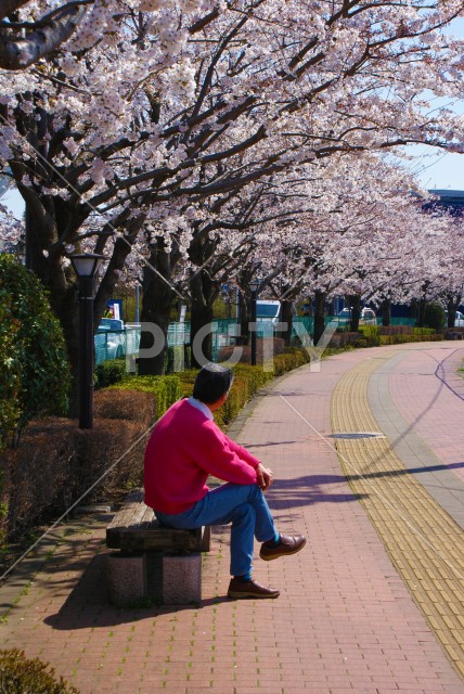 桜を見つめる男性