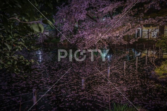 井の頭公園の夜桜