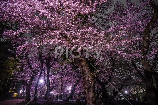 井の頭公園の夜桜