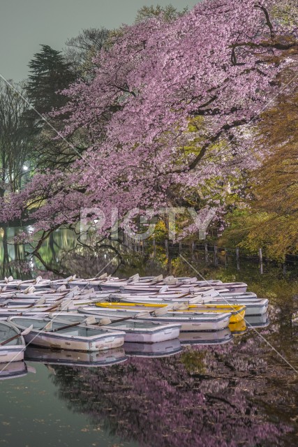 井の頭公園の夜桜とボート