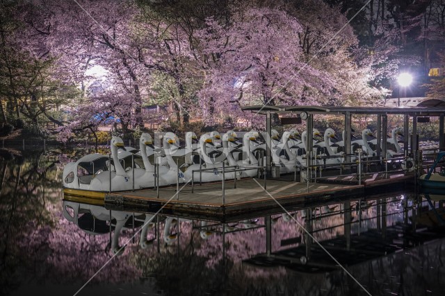 井の頭公園の夜桜とアヒルボート