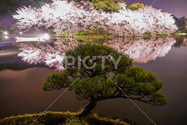 三渓園の夜桜と松