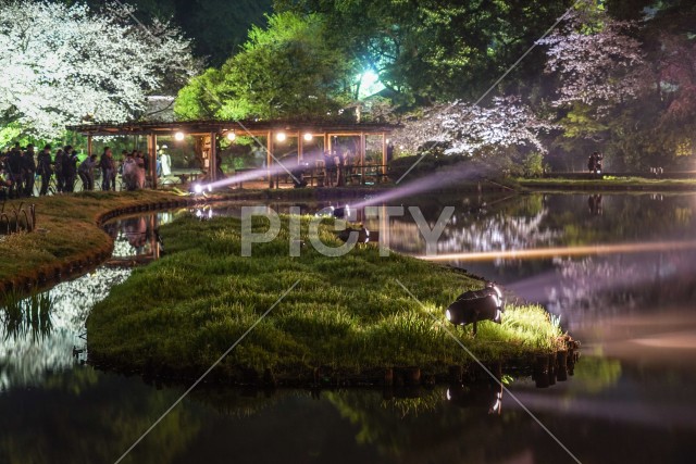 三渓園の夜桜のライトアップ