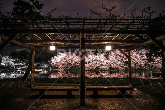三渓園の夜桜とベンチ