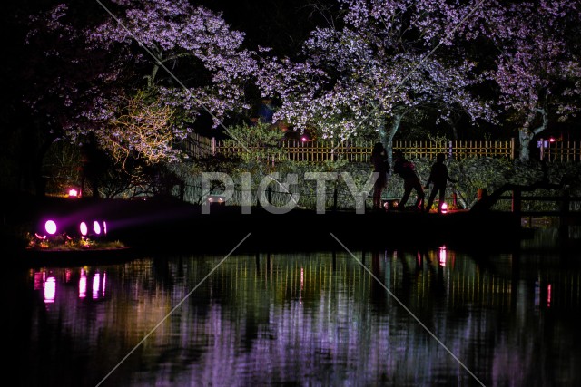 三渓園の夜桜と人々