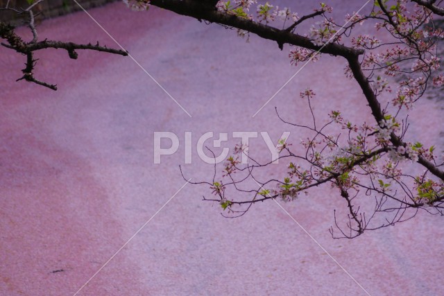 千鳥ヶ淵の桜のイメージ