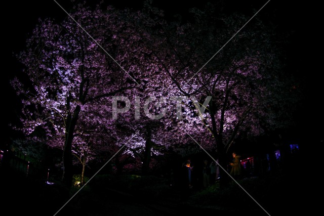 三渓園の夜桜