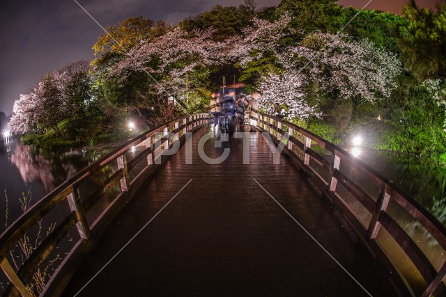 三渓園の夜桜と橋
