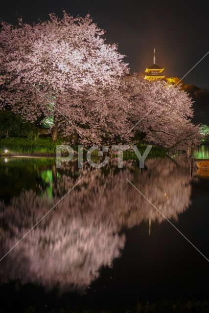 三渓園の夜桜
