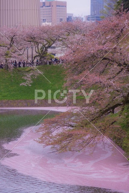 千鳥ヶ淵の桜のイメージ