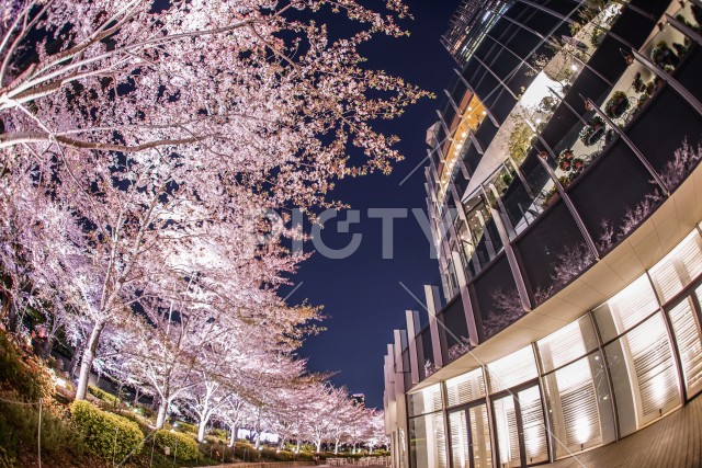 満開の桜と東京ミッドタウン