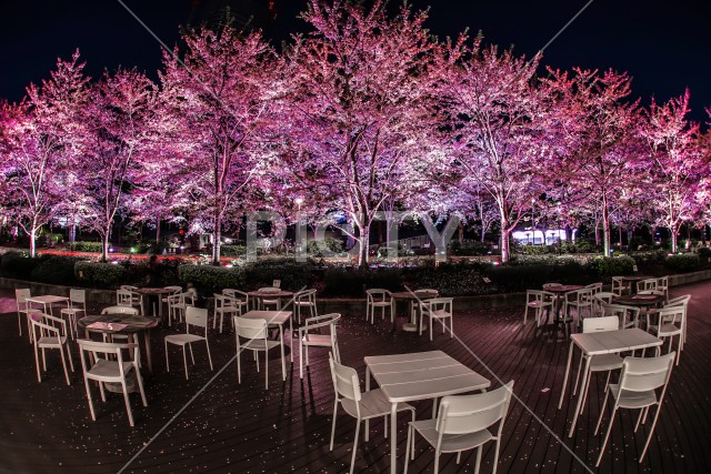 満開の桜と東京ミッドタウン