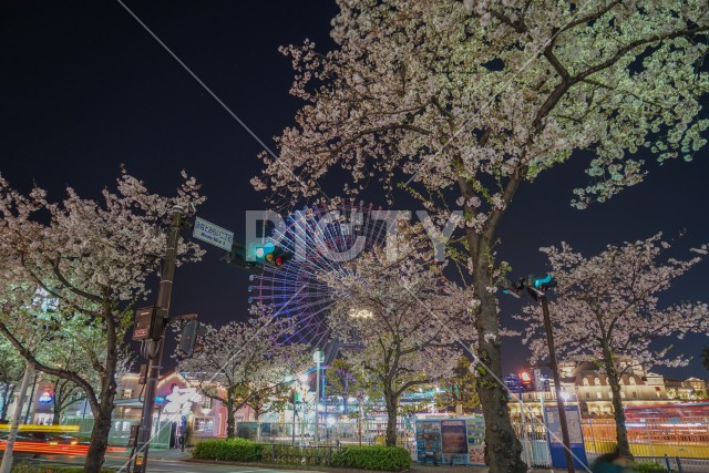 コスモクロックと夜桜のイメージ
