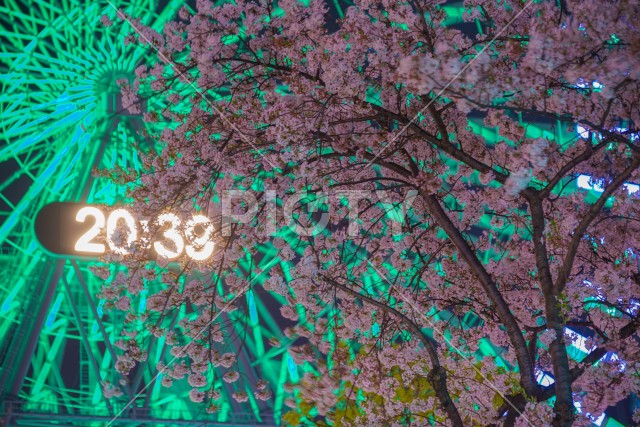 コスモクロックと夜桜のイメージ