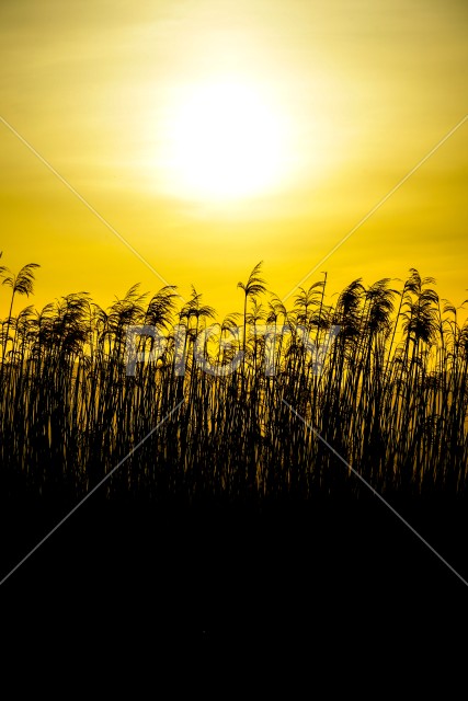 すすき畑と太陽