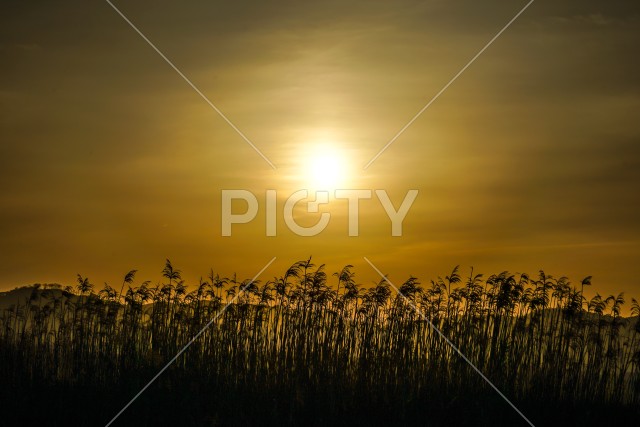 すすき畑と太陽