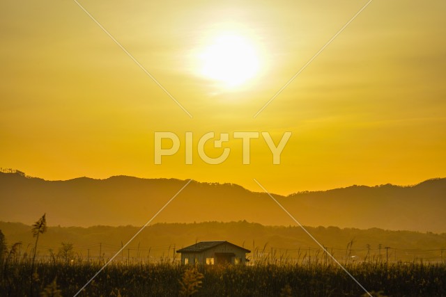 すすき畑と太陽と家屋