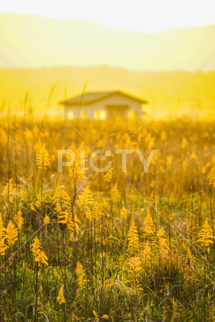 すすき畑と太陽と家屋