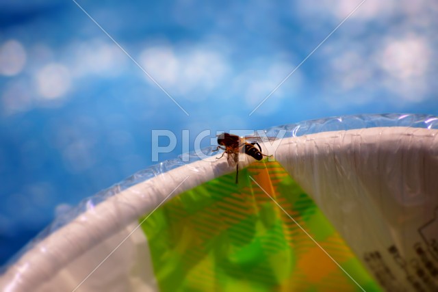 ミツバチのイメージ