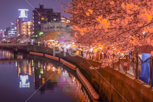 大岡川プロムナードの夜桜のイメージ