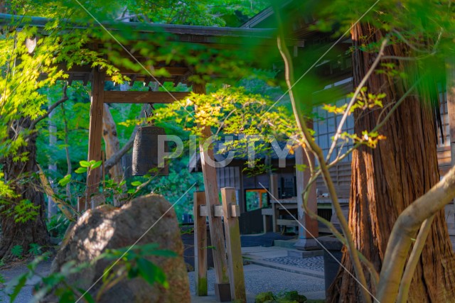 円覚寺の新緑と夕暮れ