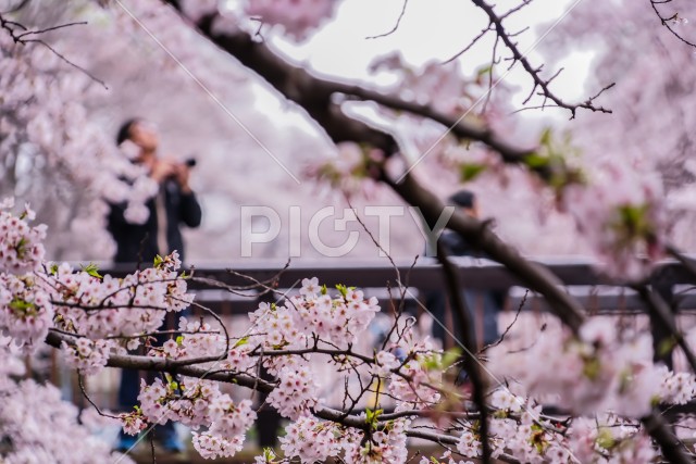 善福寺緑地公園の桜