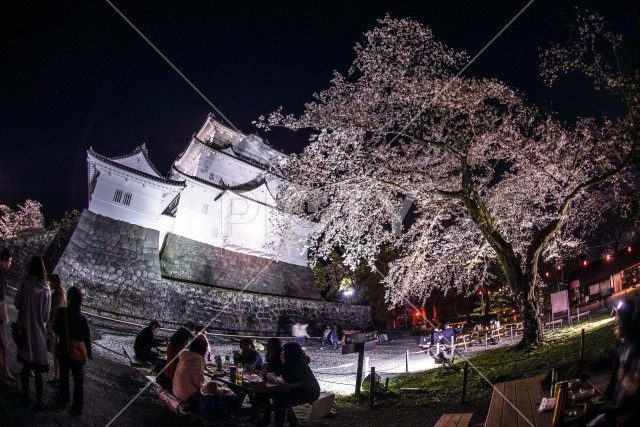 小田原城と夜桜